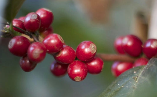 Ethiopia Sidamo - Decaf SWP