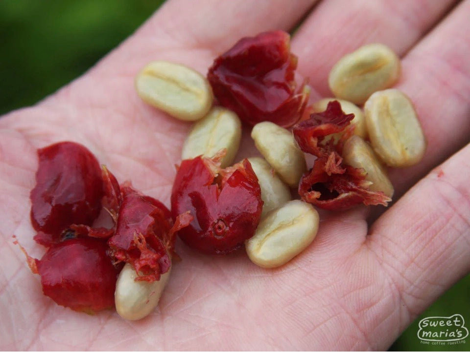 Peru Guardian del Bosque Gesha