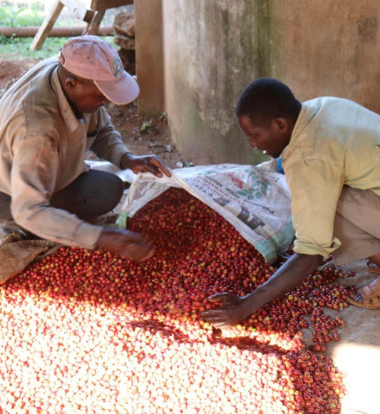 Kenya Dry Process Nyeri Burumani