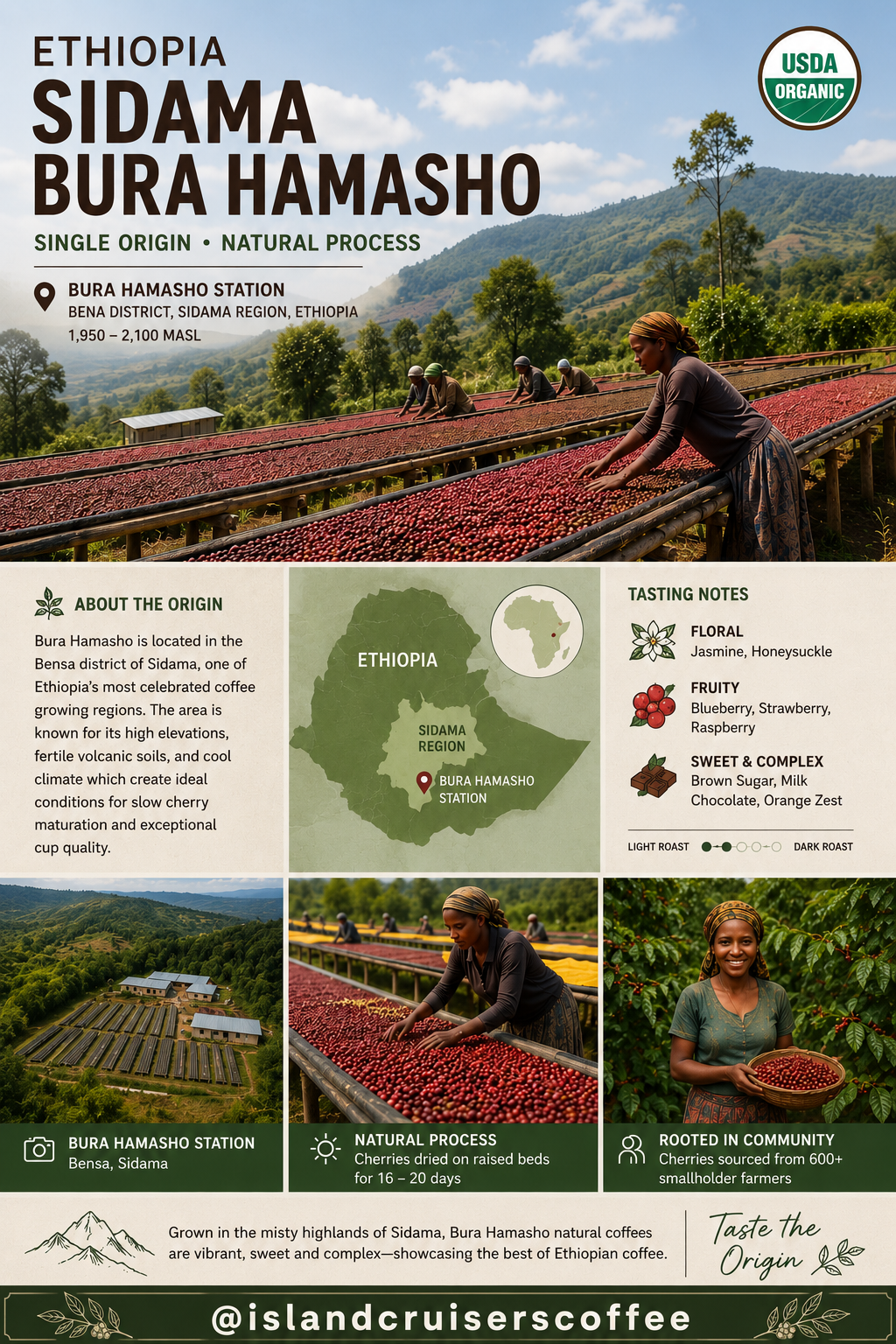 Ethiopia Bura Hamasho Grade 1 Organic