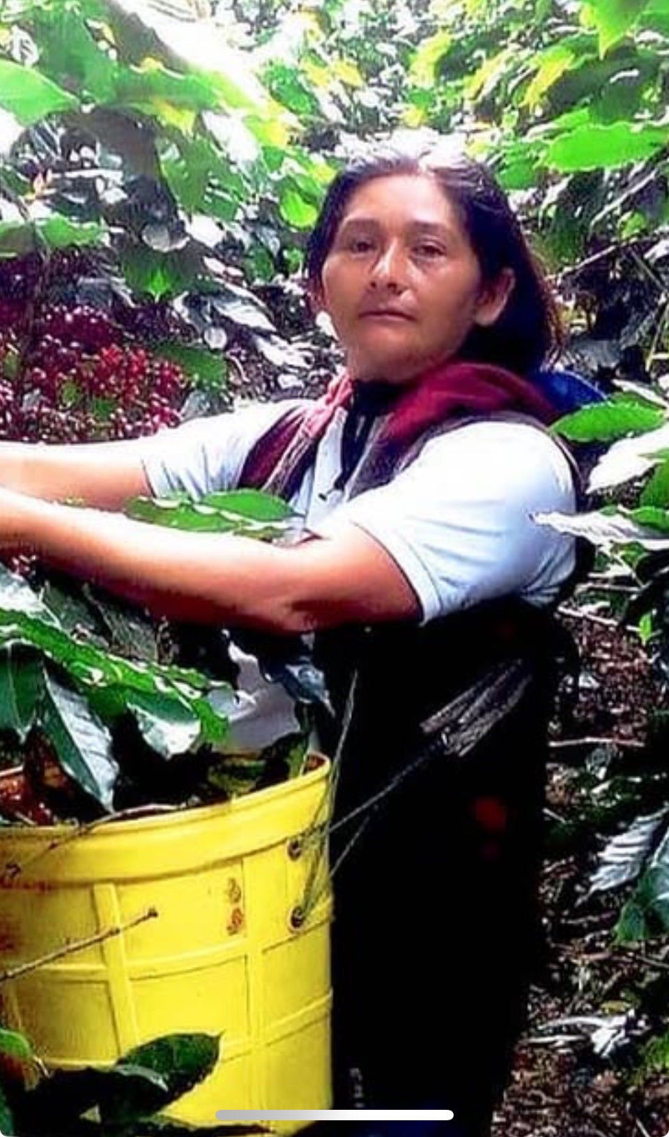 Peru Organic - Cafe de Mujer