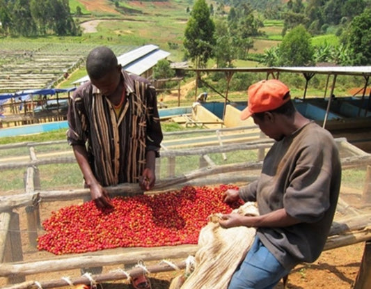 Rwanda Fair Trade Organic