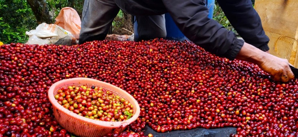 Regenerative Organic Colombia Tolima