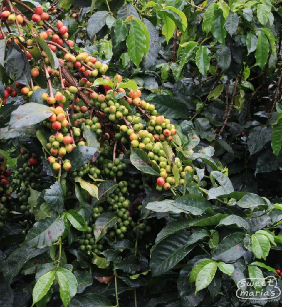 Kenya Dry Process Nyeri Burumani