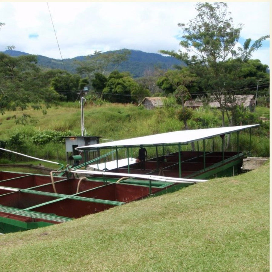 Papúa New Guinea Siane Chimbu