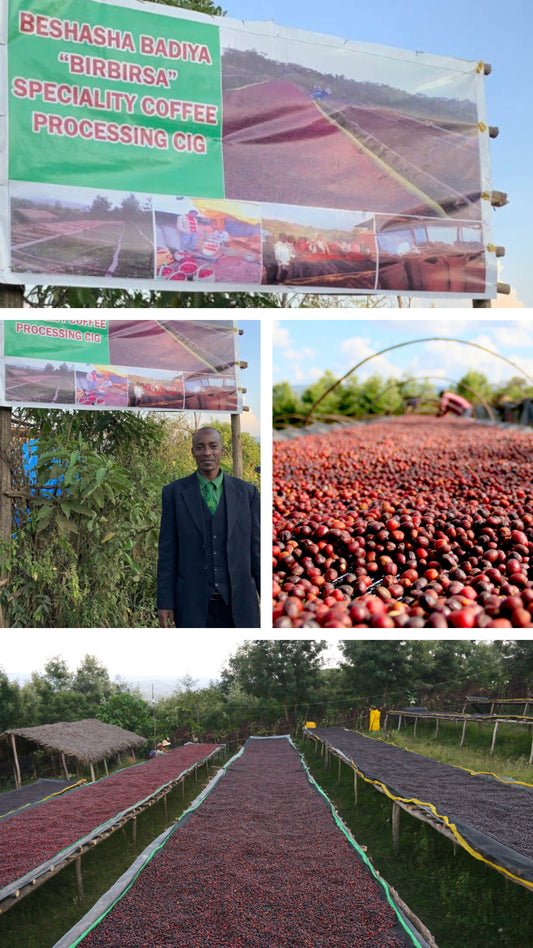 PREORDER - Ethiopia Organic Dry Process Birbirsa